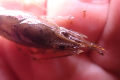 Procambarus acutus