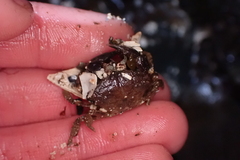 Lophopanopeus bellus