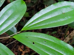 Sarcomphalus cinnamomum