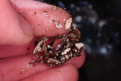 Lophopanopeus bellus