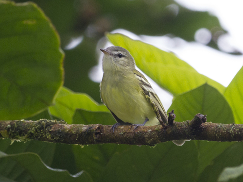 Urich's Tyrannulet