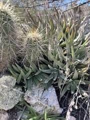 Dudleya abramsii