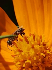 Meliponini