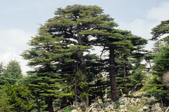 Cedrus libani