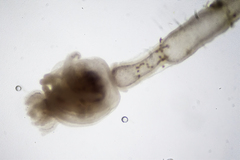Ectopleura
