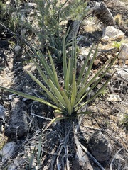 Yucca schidigera