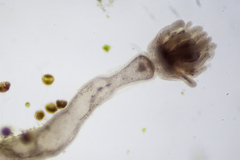 Ectopleura