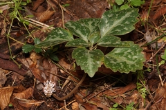 Pachysandra procumbens