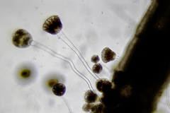 Ectopleura