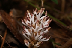 Pachysandra procumbens