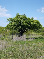 Sarcomphalus platyphyllus