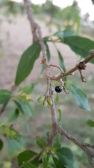 Cestrum nitidum