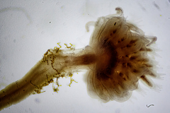 Ectopleura