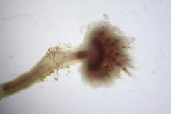 Ectopleura