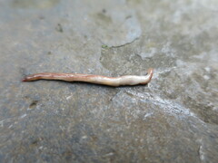 Caenoplana