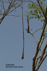 Psarocolius decumanus