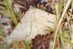 Odontognophos dumetata