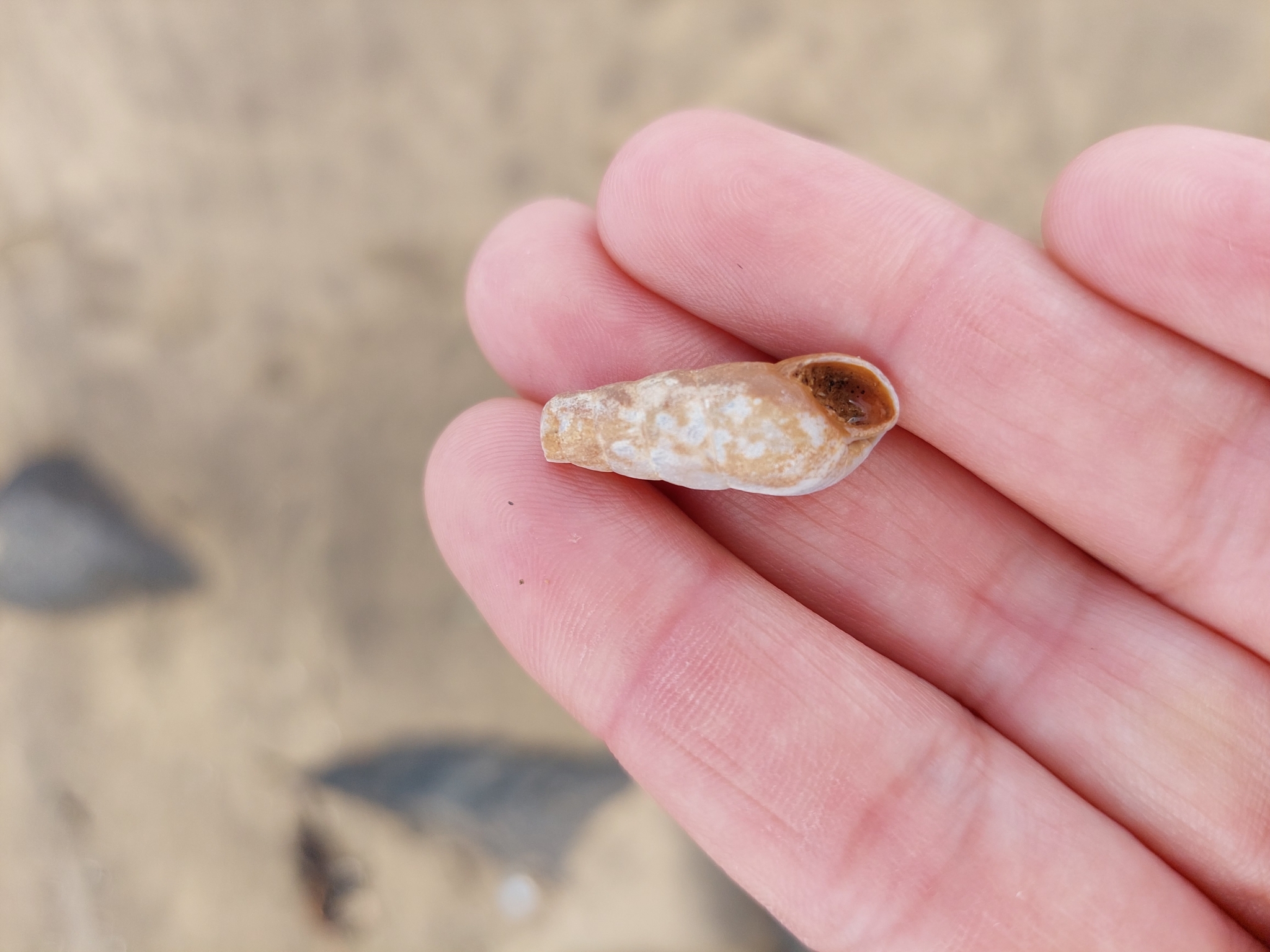 Caracol destructor