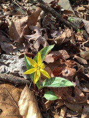 Erythronium rostratum