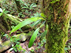 Epidendrum purpurascens