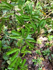 Calliandra surinamensis