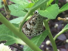 Niphanda tessellata