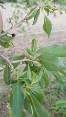 Cestrum nitidum