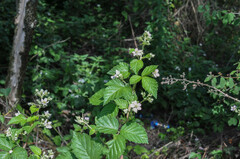 Rubus