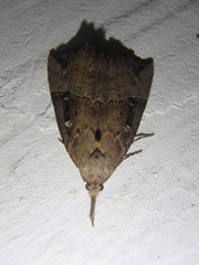 Hypena rostralis