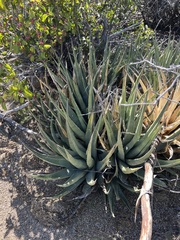 Agave deserti