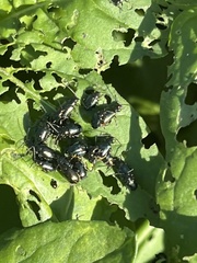 Gastrophysa cyanea