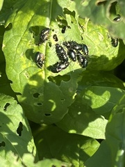 Gastrophysa cyanea