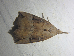 Hypena rostralis