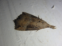 Hypena rostralis