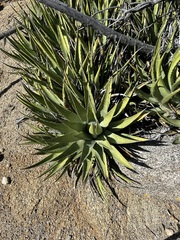 Agave deserti
