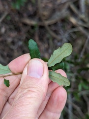 Quercus × acutidens