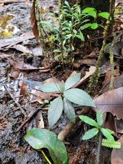 Pulchranthus congestus