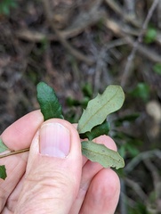 Quercus × acutidens