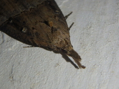 Hypena rostralis