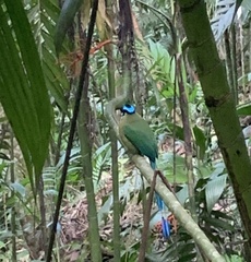 Momotus aequatorialis