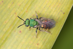 Augochloropsis