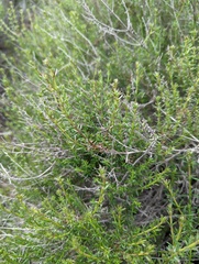 Galium angustifolium