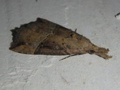 Hypena rostralis