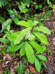 Piptocarpha triflora