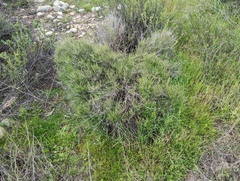 Galium angustifolium