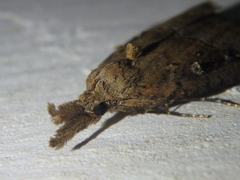 Hypena rostralis