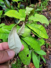 Piptocarpha triflora