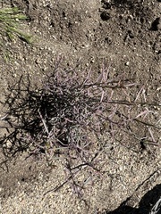 Stillingia linearifolia