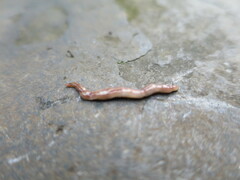 Caenoplana