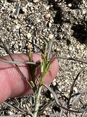 Stillingia linearifolia